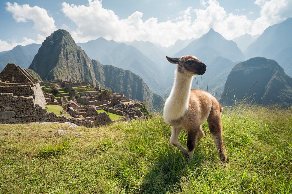 llama in machu picchu using wide angle lens