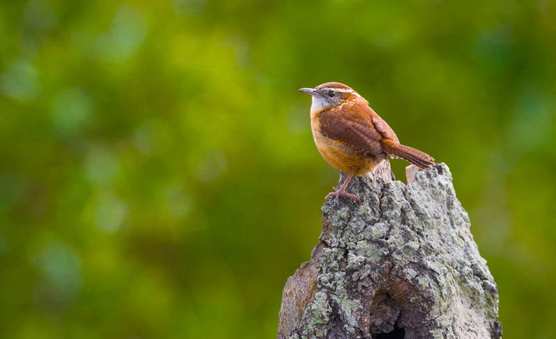 Amateur Photography Rule Of Thirds Composition