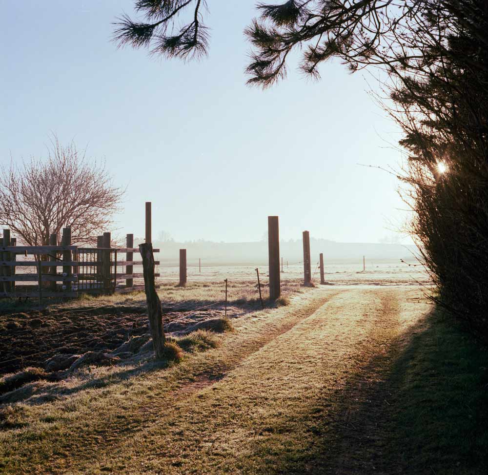 field at dawn shot with a medium-format camera