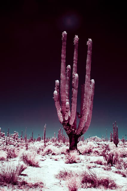 photo of cactus using infrared photography