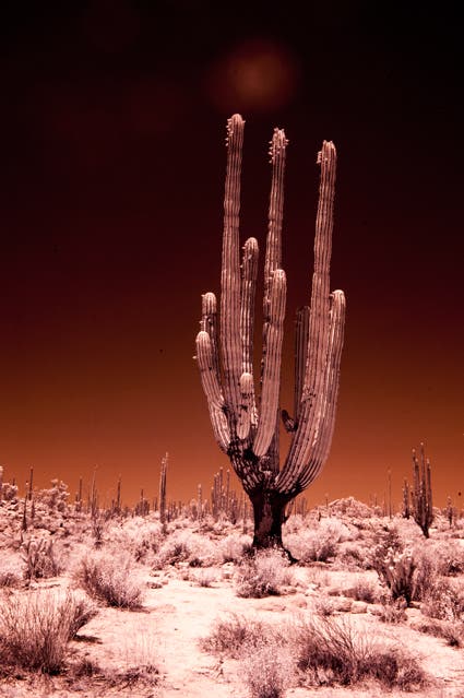 photo of cactus using infrared photography