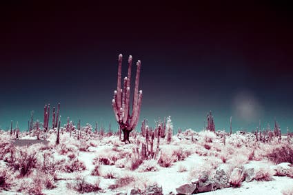 photo of cactus using infrared photography