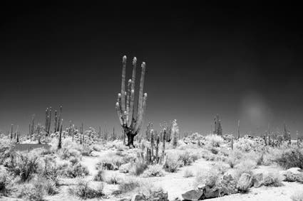 photo of cactus using infrared photography