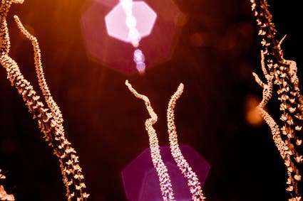 macro photo of cactus infrared photography
