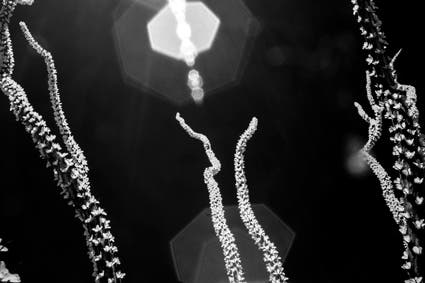 macro photo of cactus infrared photography