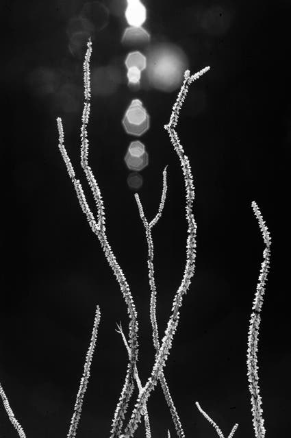 macro photo of cactus infrared photography