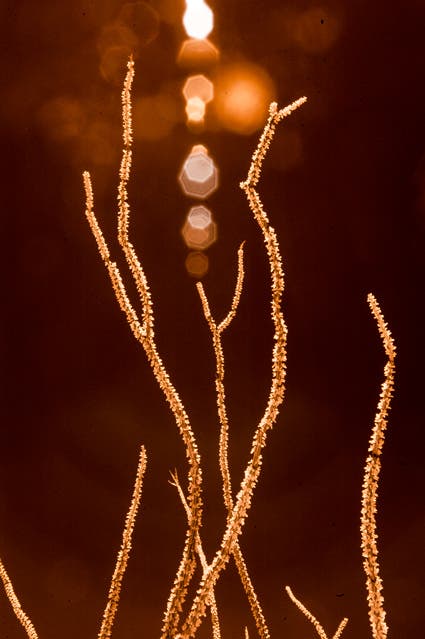 macro photo of cactus infrared photography