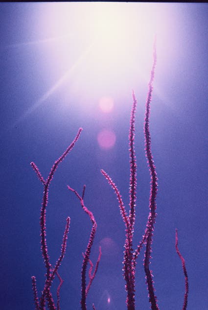 macro photo of cactus infrared photography