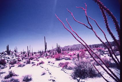 field of cactuses infrared photography