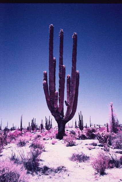 photo of cactus using infrared photography