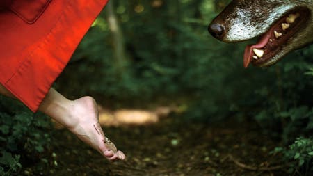 dog chasing model’s foot in forest