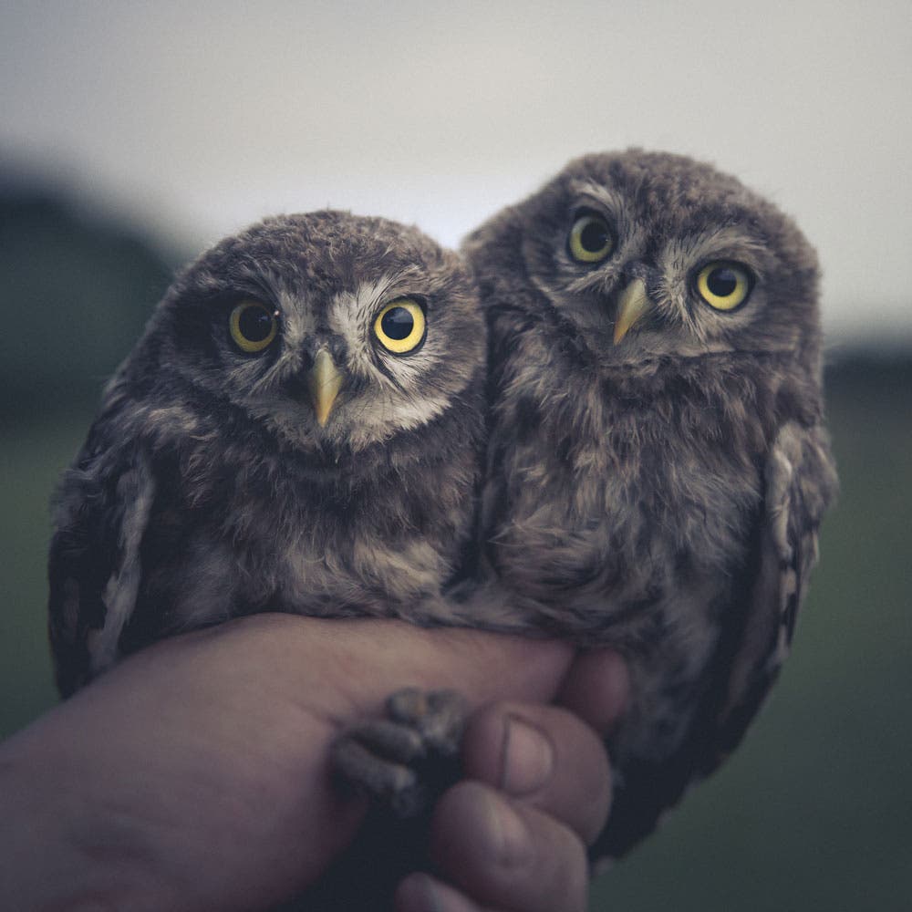 two owl portrait wildlife photography