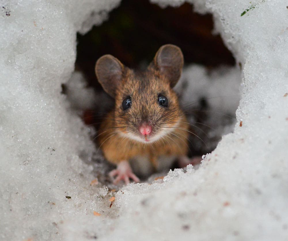 mice portrait in a snow hole