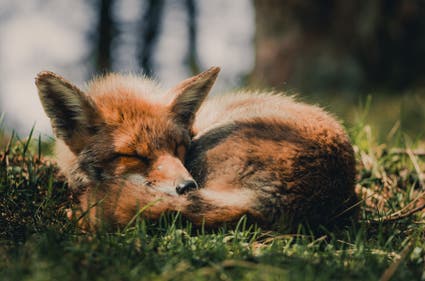 sleeping fox cub wildlife photography