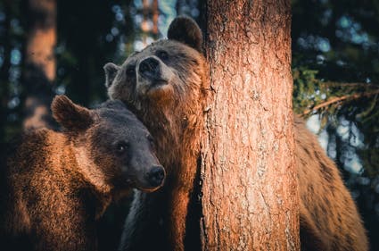 bears wildlife photography