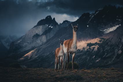 alpaca wildlife photography