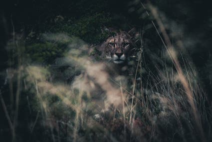puma hunting in forest