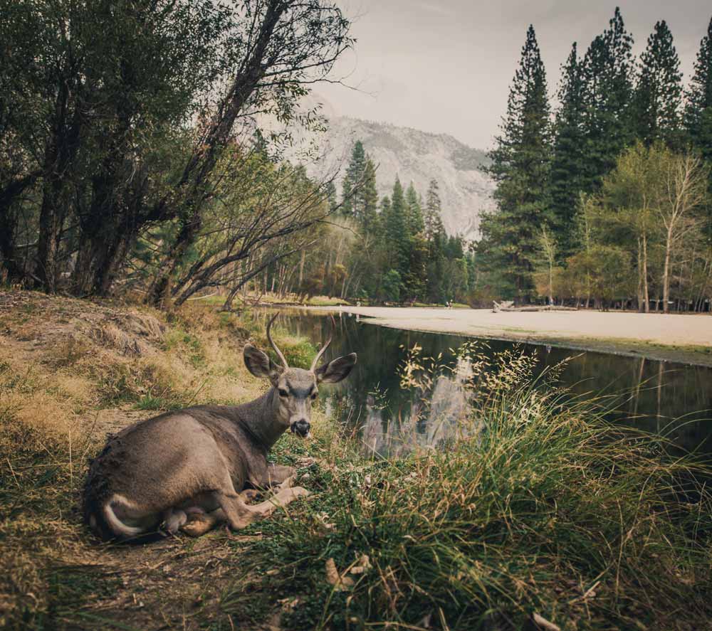 deer in forest wildlife photography