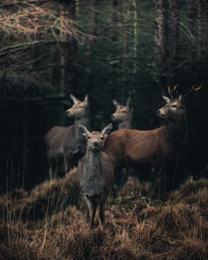 herd of deer photography