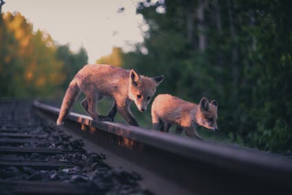 two fox cubs wildlife photography