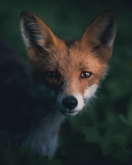 fox close up portrait