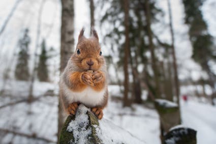 squirrel eating nuts wildlife photography