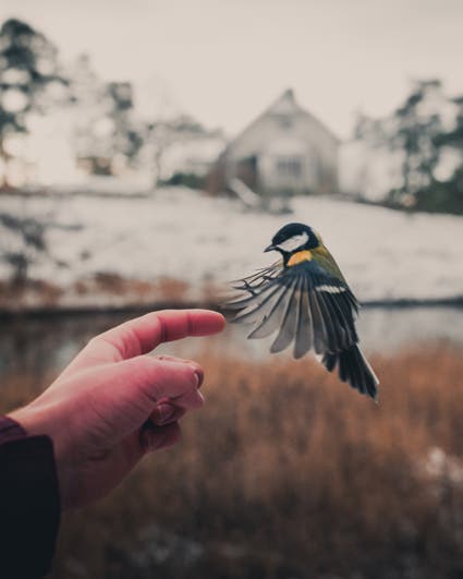 small bird photography
