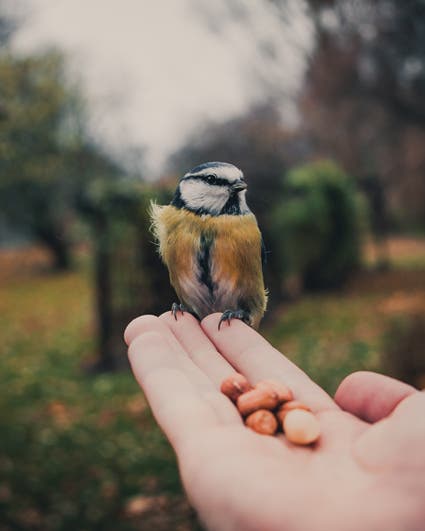 small bird photography