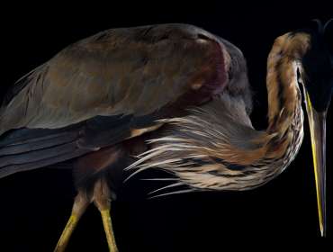 bird medium format photography