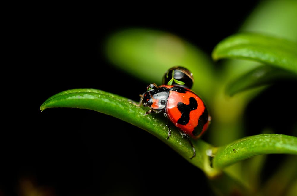 Macro shot of lady bug on leaf