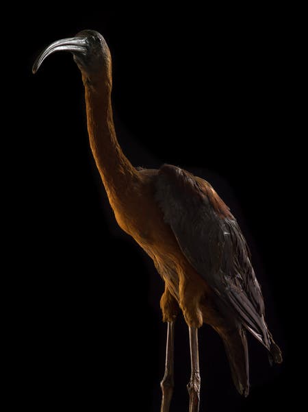 bird medium format photography