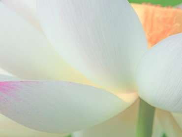close up of flower using screw on filter