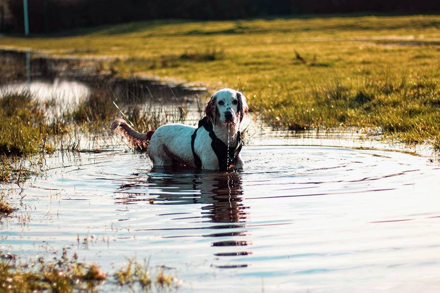 Dog in pond