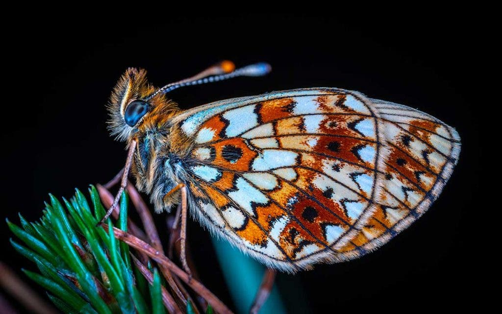macro photography butterfly on leaf