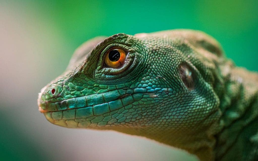 green lizard macro photography