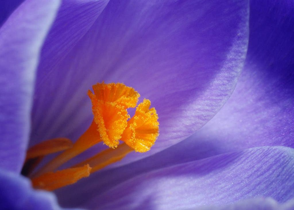 flower pollen macro photography