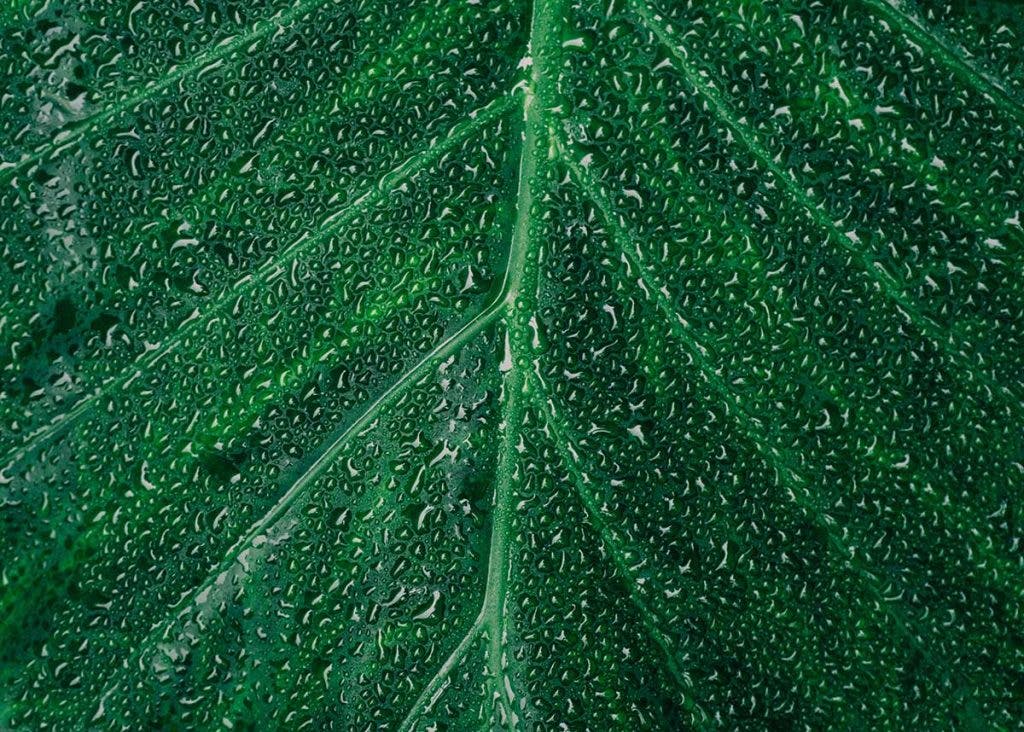 leaf with dew water drops
