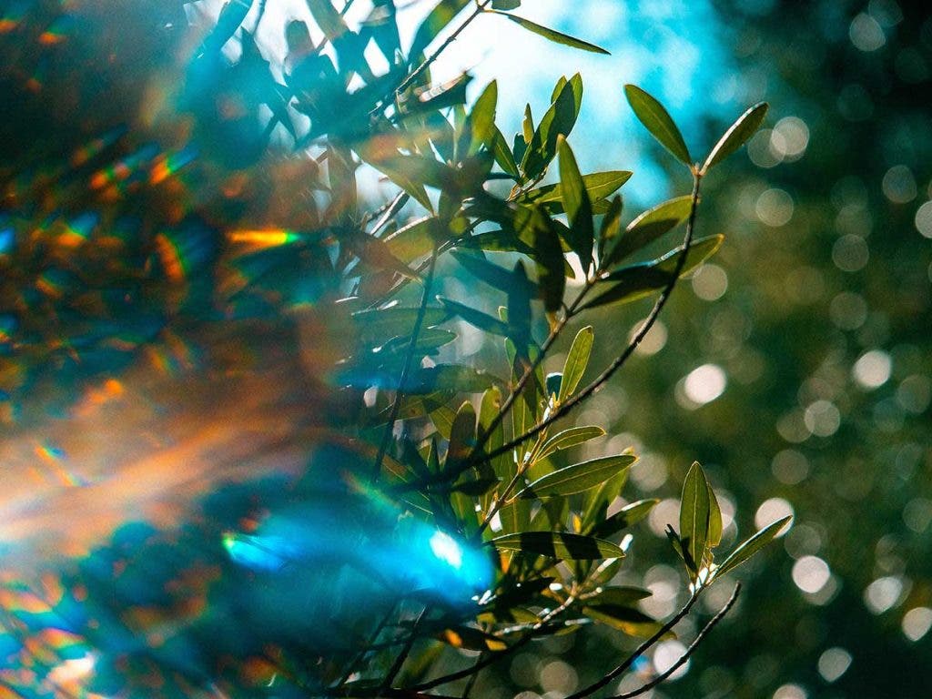 plant leaves macro photography