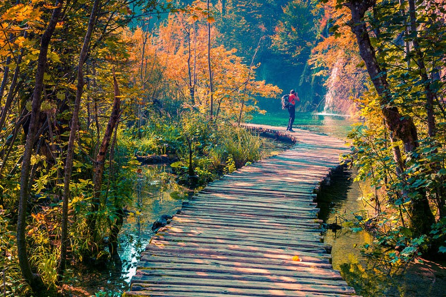 photographer standing on a wooden path in a colorful forest