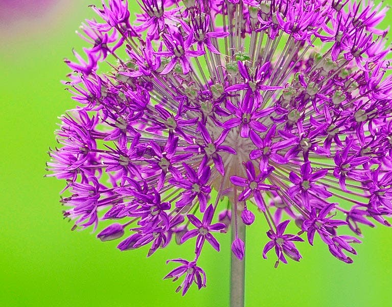 violet flower macro photography