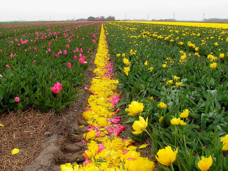 flower field in holland