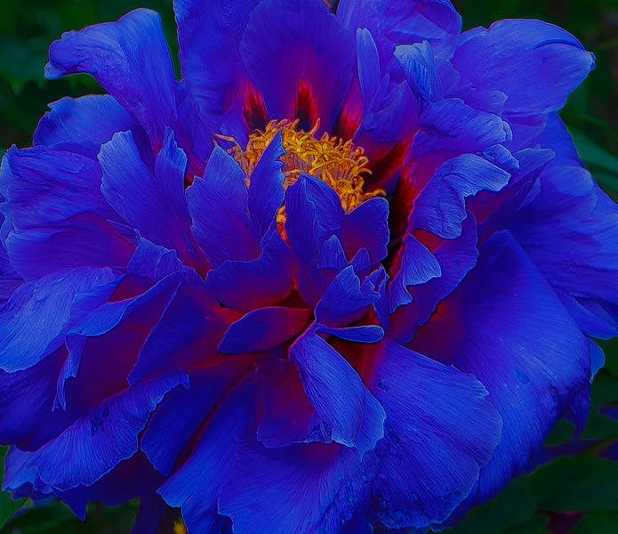 blue flower macro photography