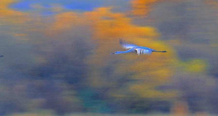 blue bird flying with blurred background