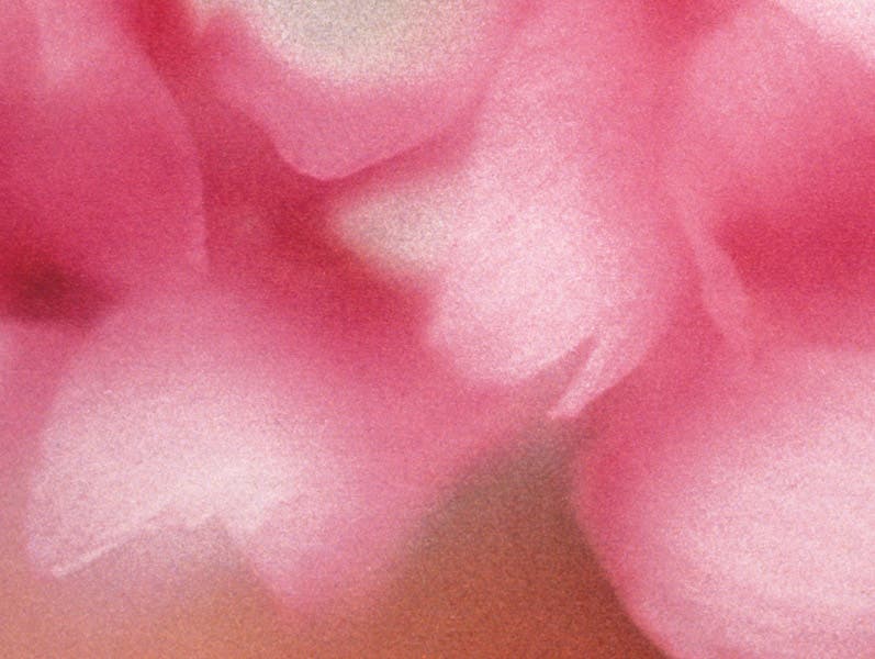 blurry pink flower petals