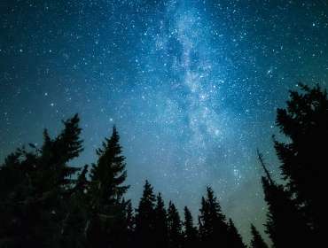 forest trees framing galaxy stars in night sky