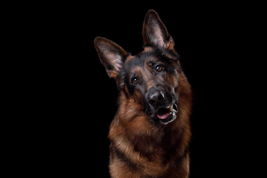 Photo of dog with iPhone X Stage Light effect
