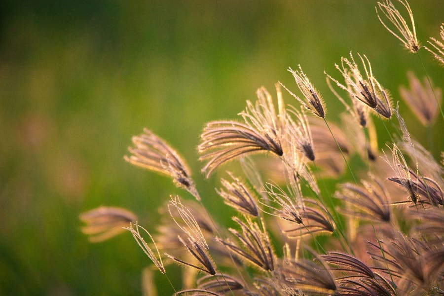 Telephoto shot with bokeh in open field