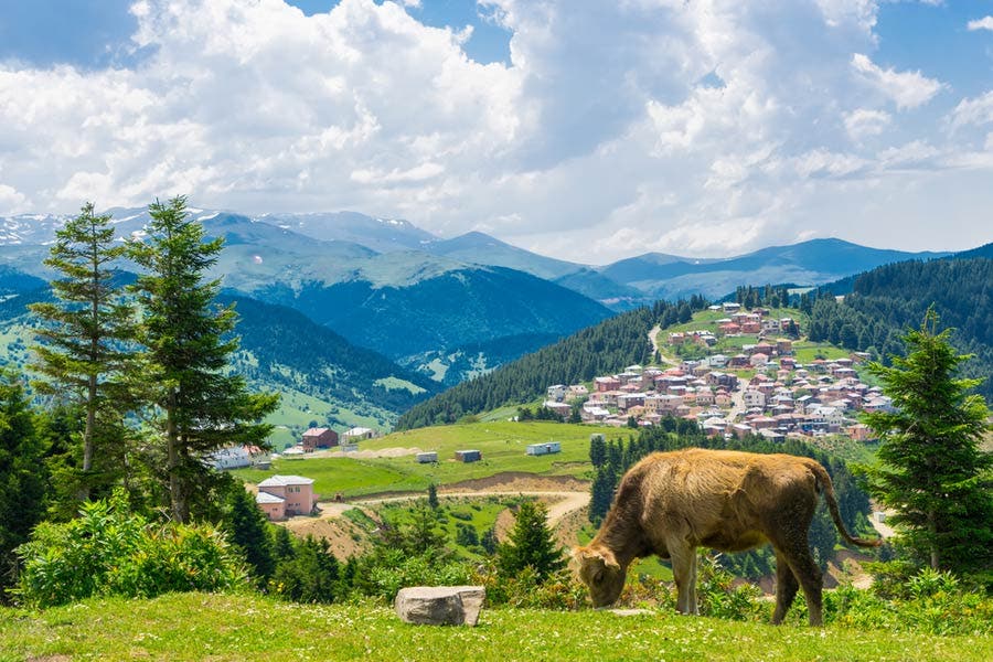 scenic outdoor photo with an animal in the foreground