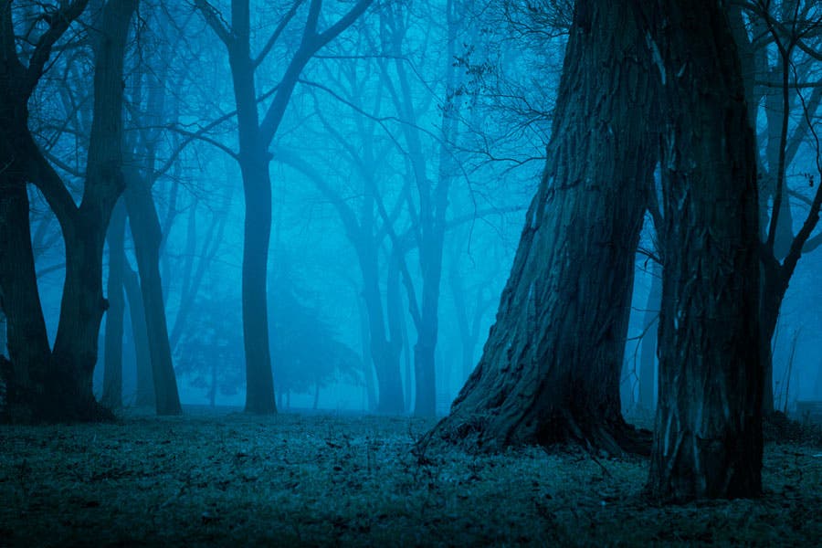 Dark and gloomy blue green forest