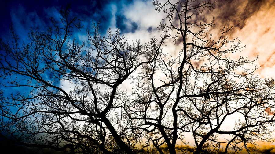 Tree silhouette against blue and orange skies